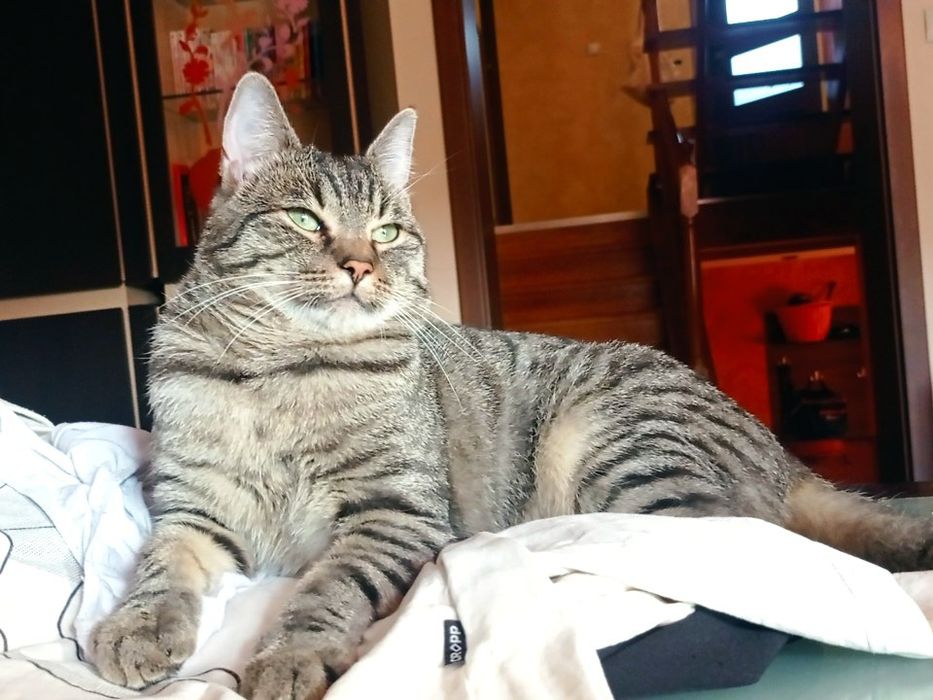 Oddam kotka w dobre ręce (samiec)