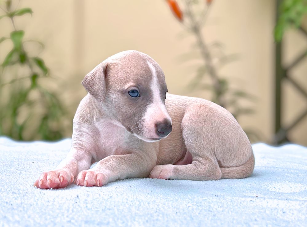 Whippet chart angielski