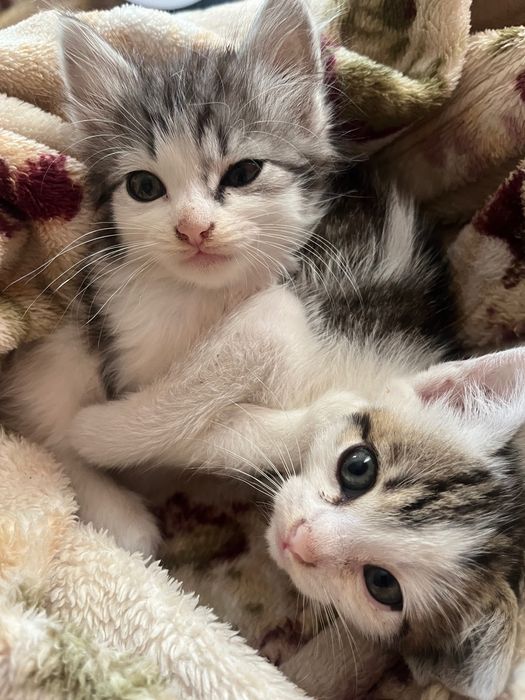 Кошенята, безкоштовно!