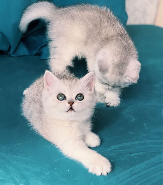 Продаються кошенята сріблястої шиншилли