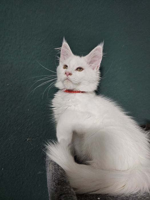 DOZA Kotka Maine Coon