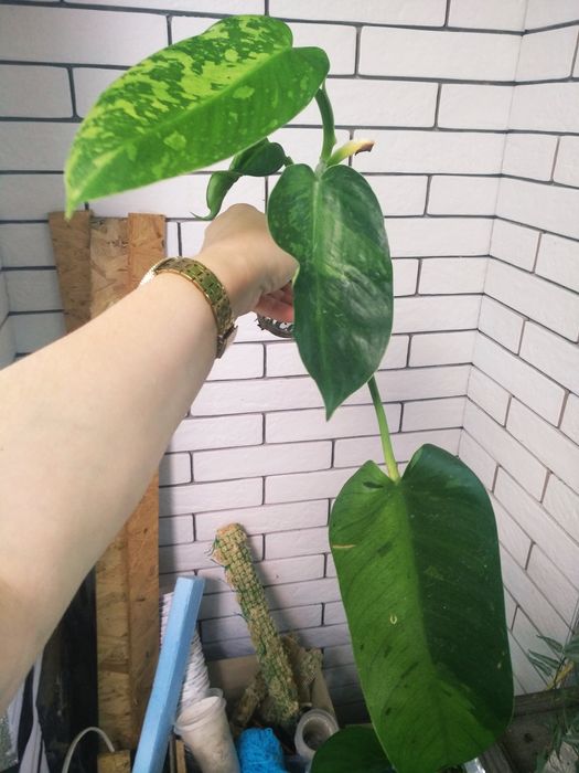 філодендрон Jose  Bueno, campii, amphan, gold violin, гігантум