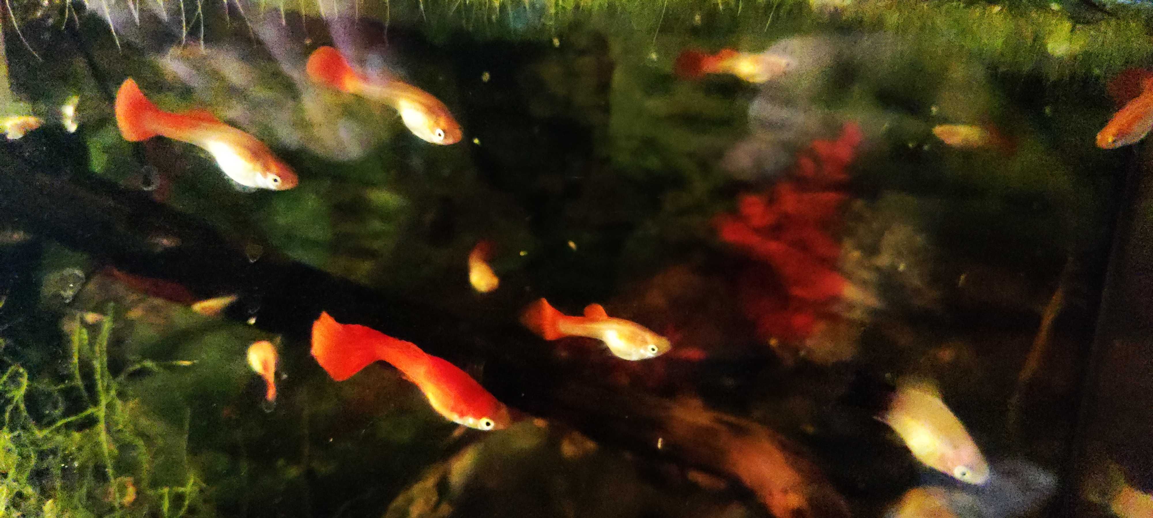Guppys Full Red Gold Jovens – Entrego Senhora da Hora / Norte Shopping
