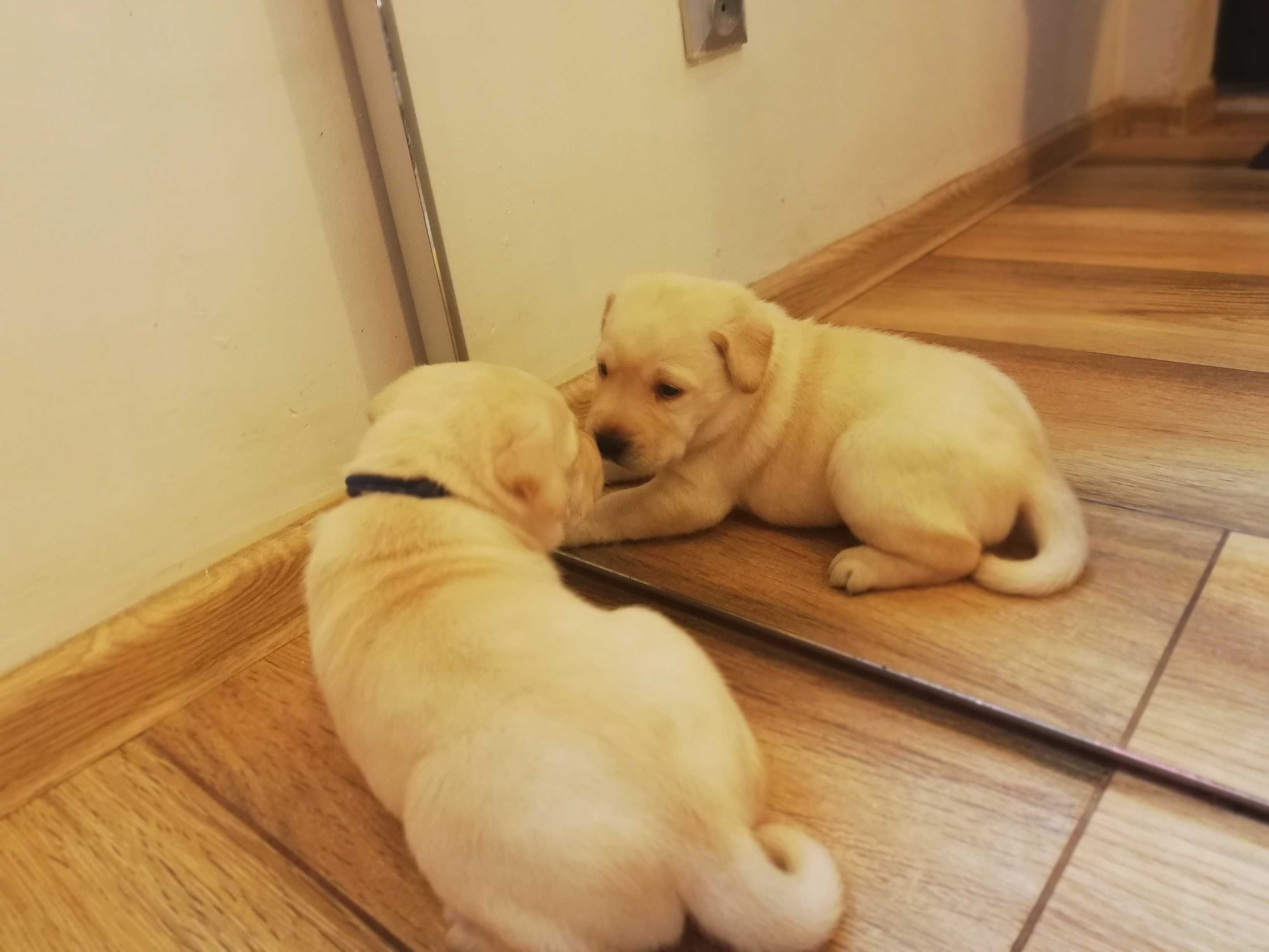Labrador JUŻ SĄ domowo-rodzinny, RTG, genetyka