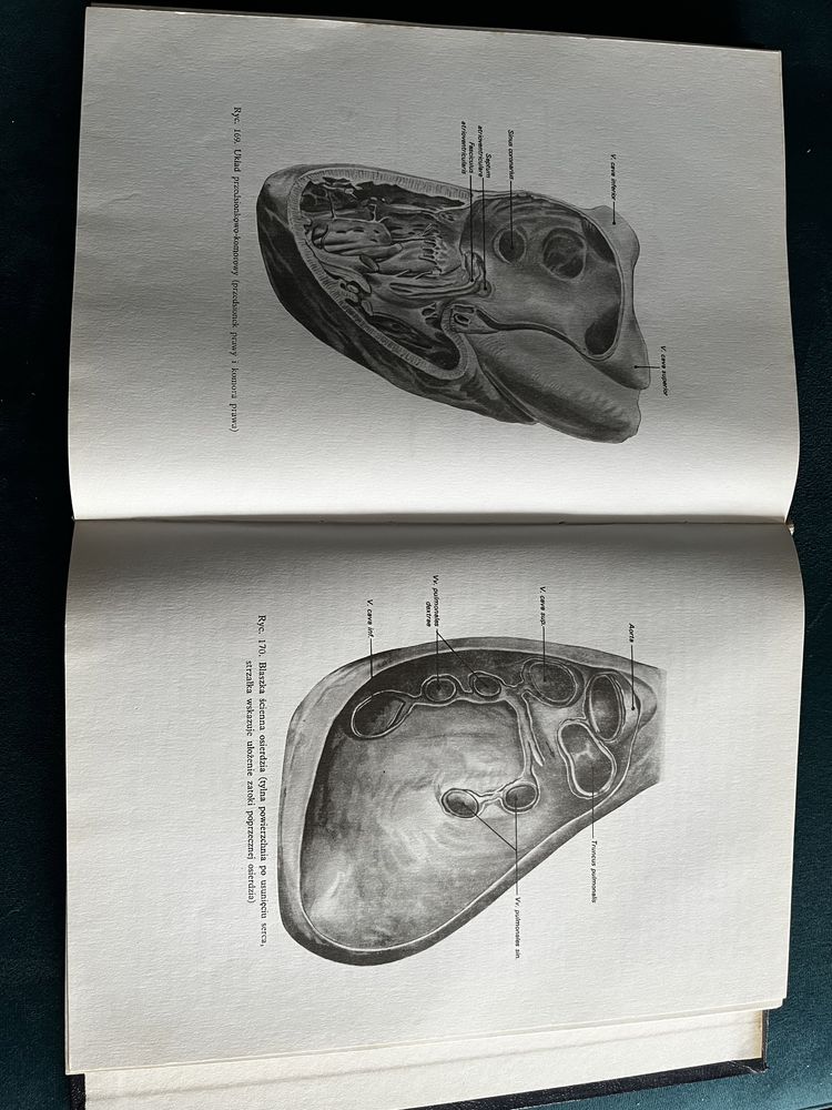 Zarys anatomii człowieka 1992