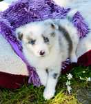 Suczka Border Collie ZKwP / FCI blue merle
