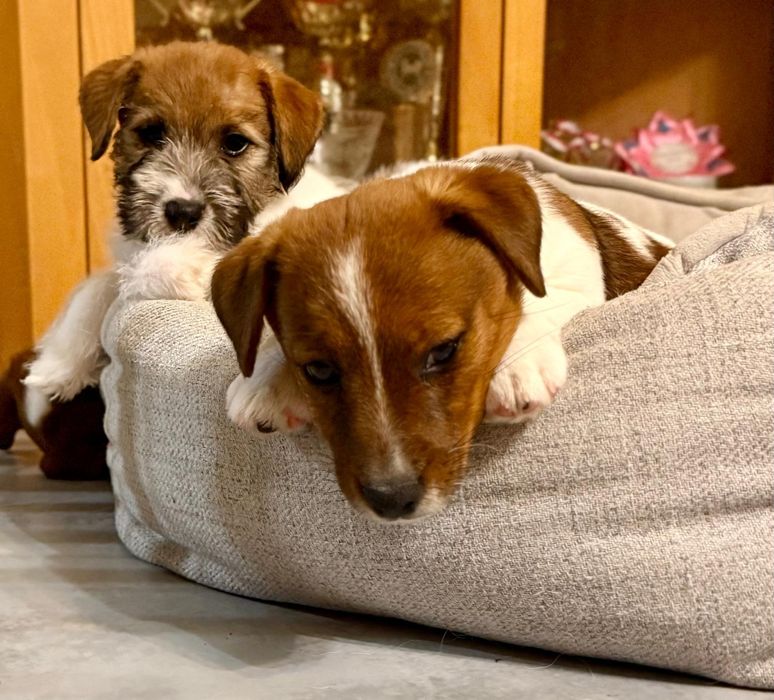 Jack Russell Terrier-  ZKwP/FCI