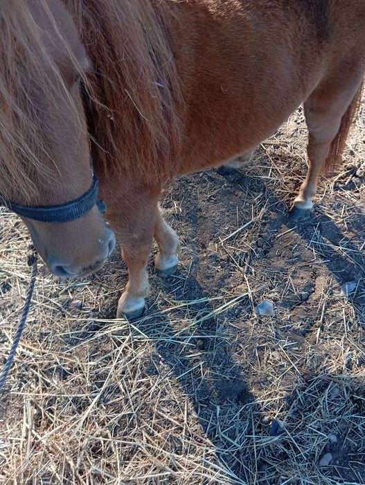 Vendo mini pônei Famea