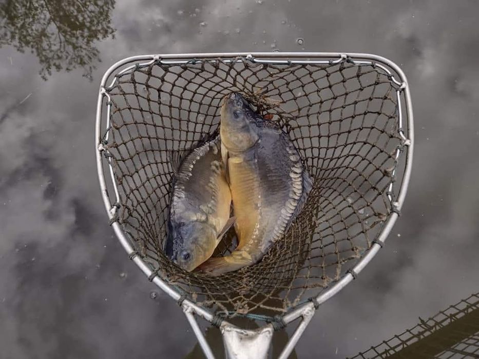 Karp królewski hurt karp żywy