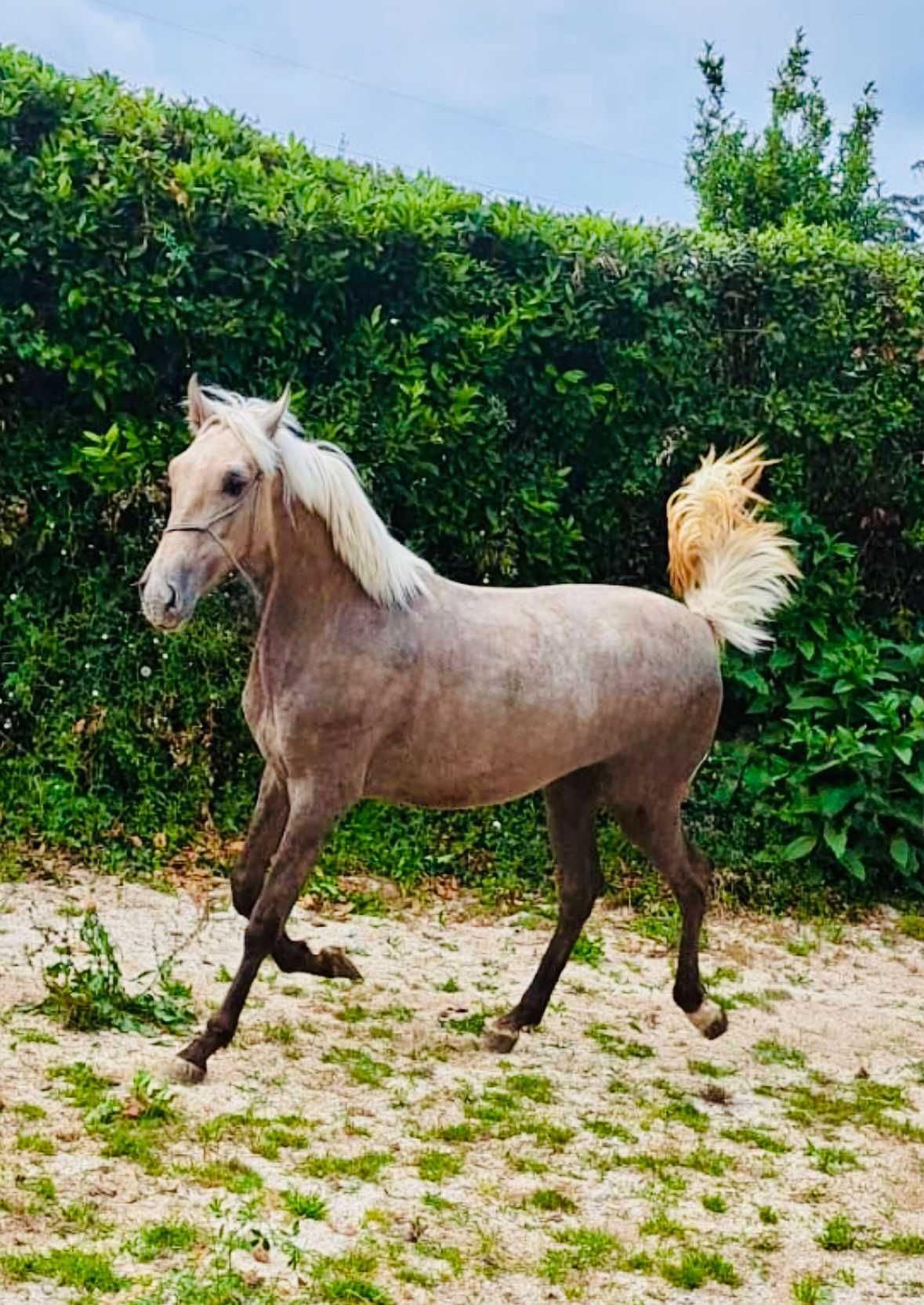 potra perla 14 meses 158cm