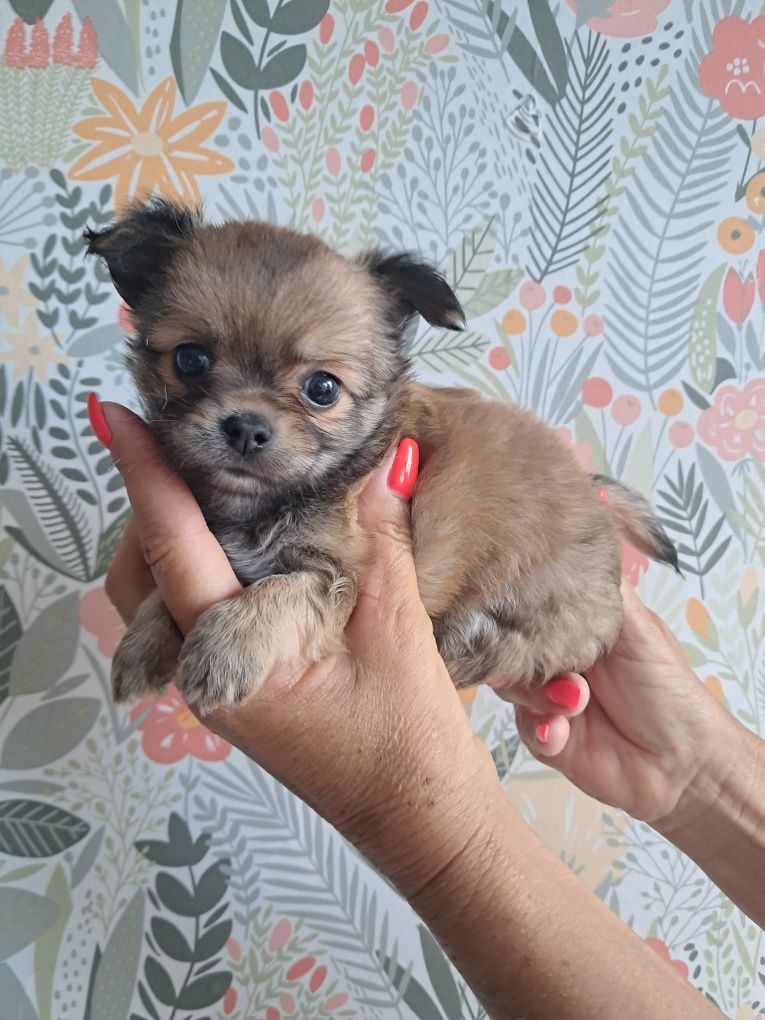 Szczemiak chihuahua