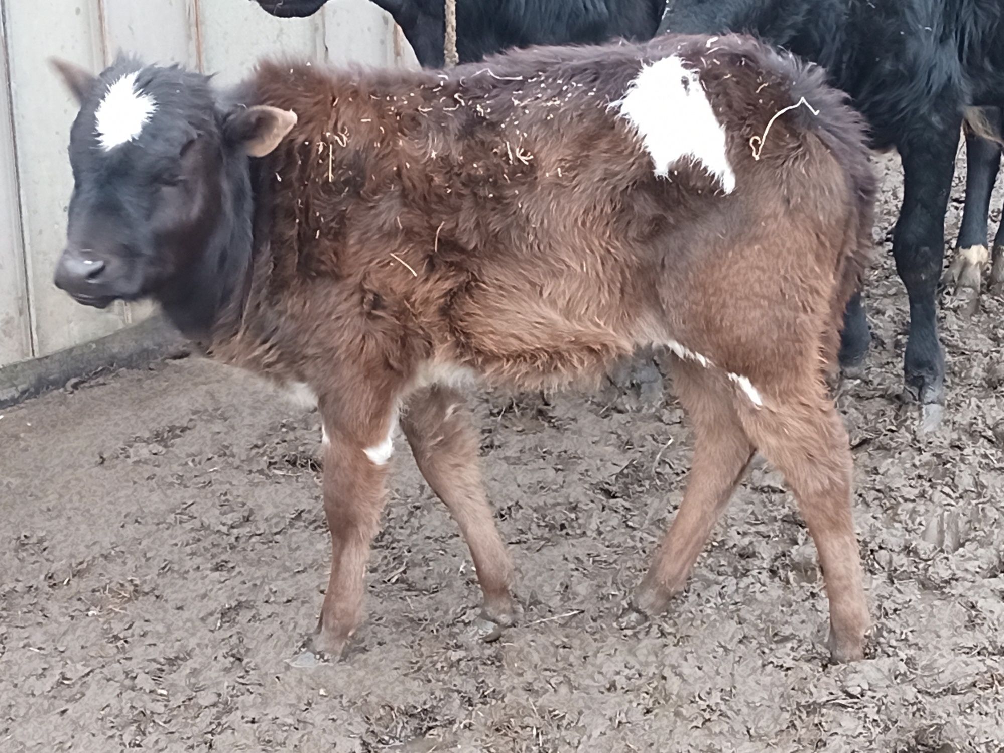 Sprzedam byczka indyjski zebu mini