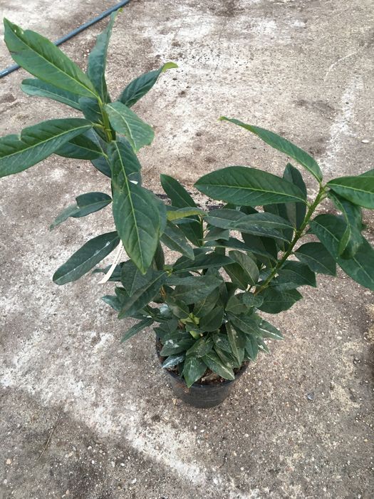 Laurowiśnia Prunus laurocerasus Novita