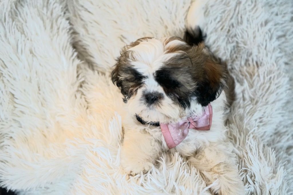 Shih-Tzu od zootechnika  i behawiorysty DNA