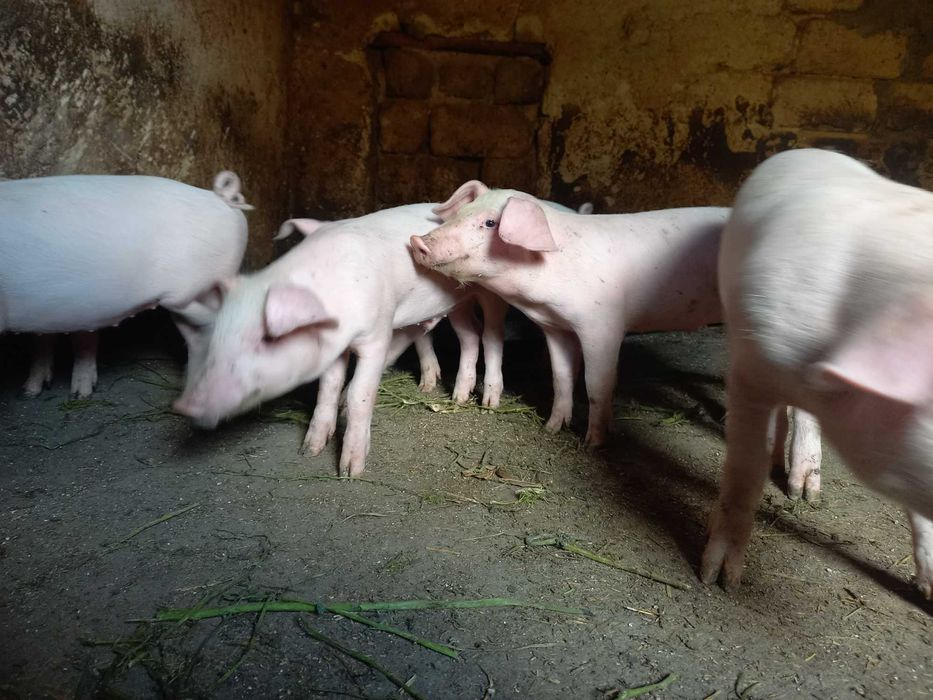 ПРОДАМ ПОРОСЯ гарна ціна