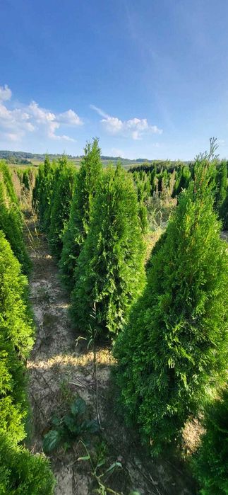 tuja brabant tuja szmaragd 170-200cm Producent Jodła, świerk lipa