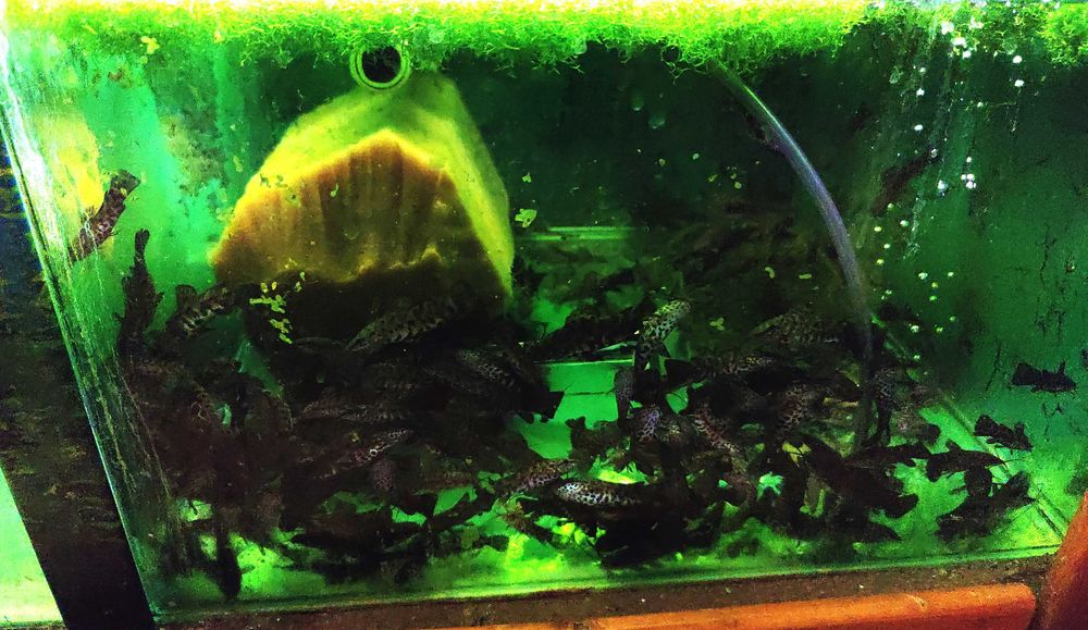 SUM KIRYŚNIK czarnoplamy i albinos PROMOCJA 5+5 GRATIS