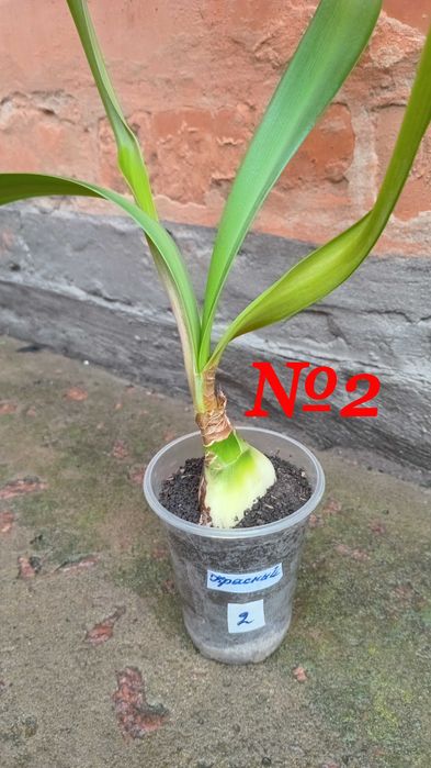 Детка красного гиппеаструма.