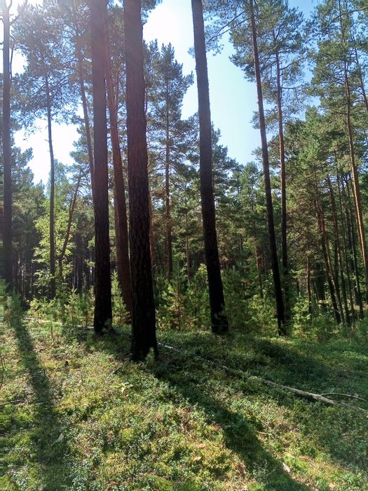 Sprzedam las 70, 50, 30 lat