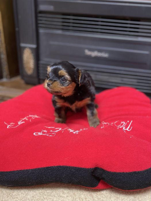 Готується до продажу дівчинка йоркширського терʼєру