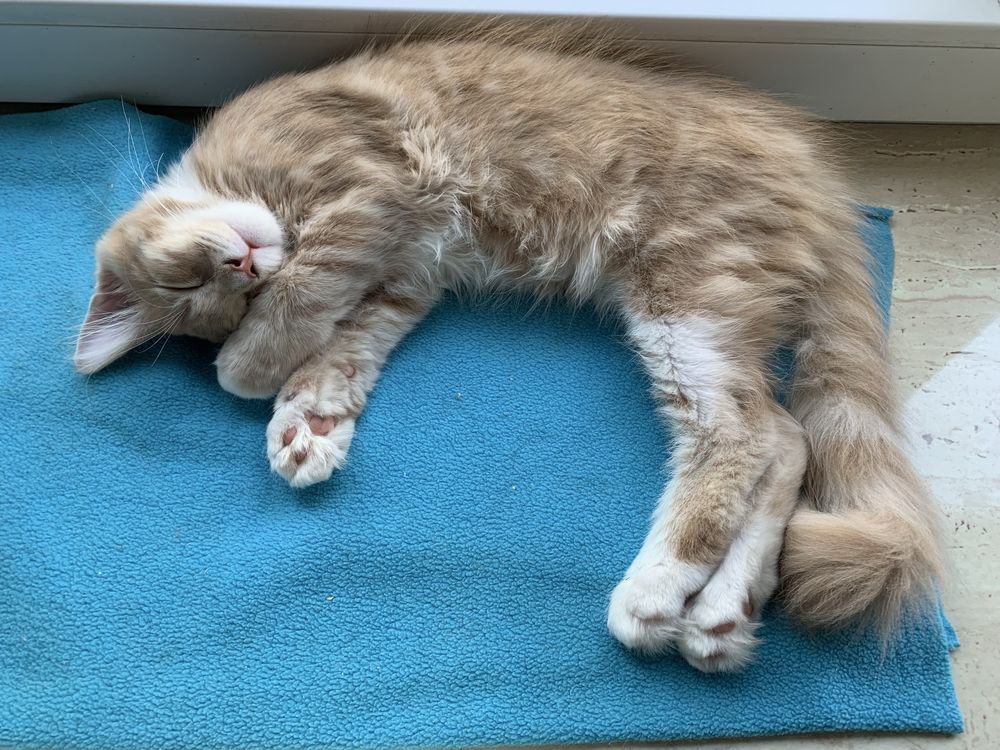 Maine Coon Beżowo-Biały