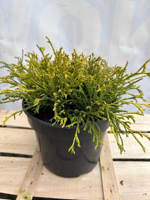 cyprysik cyprys groszkowy SUNGOLD piękne sadzonki 2-3L producent tuje