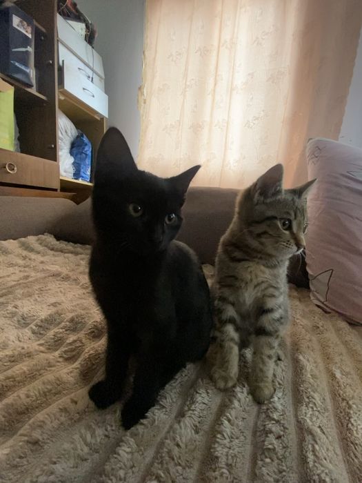 Віддаю кошенят, дуже ласкові, добрі, грайливі!