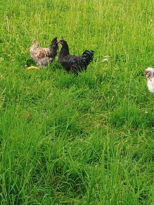 Sprzedam koguta rasy australorp