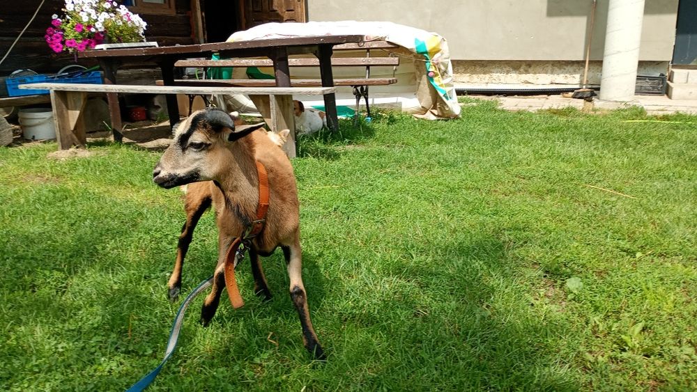 Baranek 4 miesięczny