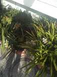 Orquídeas verde, bordô, amarela