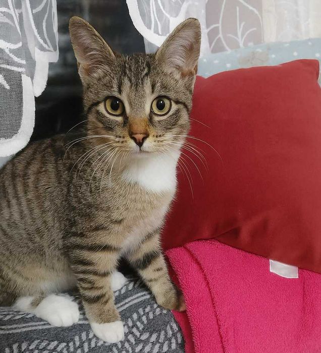 Poznań i okolice - kocurek Leon szuka domu
