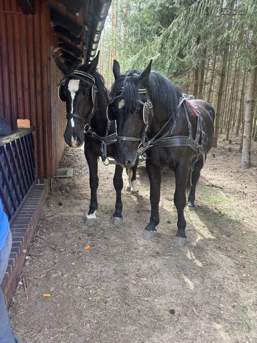 Sprzedam siwego walacha ślaskiego