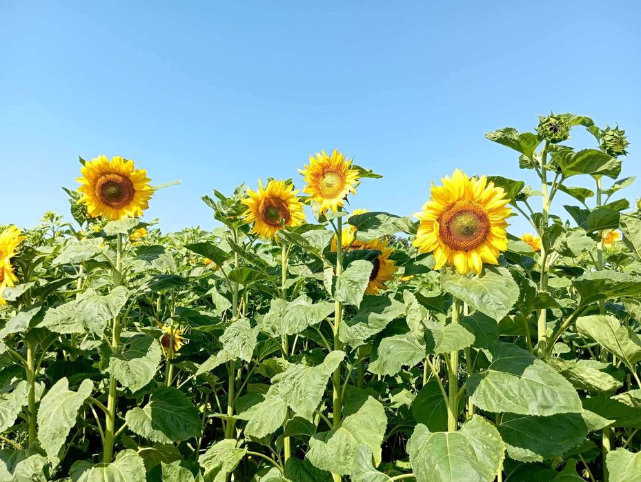 Nasiona słonecznika ozdobnego TAYIO 45zł 1kg, wysyłka za pobraniem