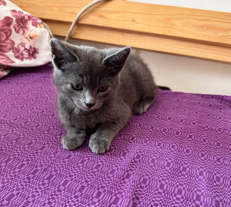 Scottis straight gatinho