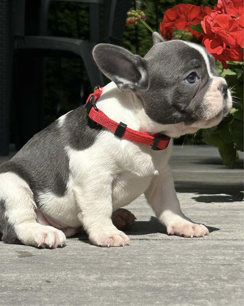 Buldog Francuski