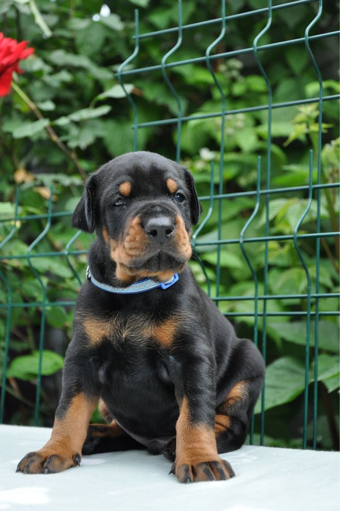Doberman  КСУ FCI