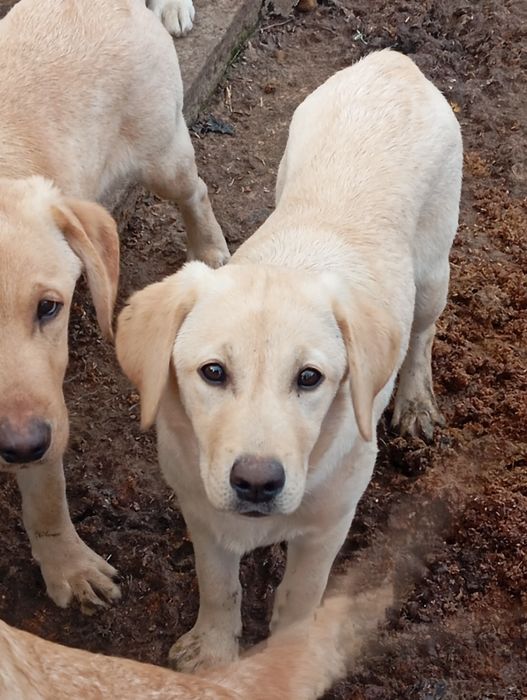 Шикарные щенки Лабрадора