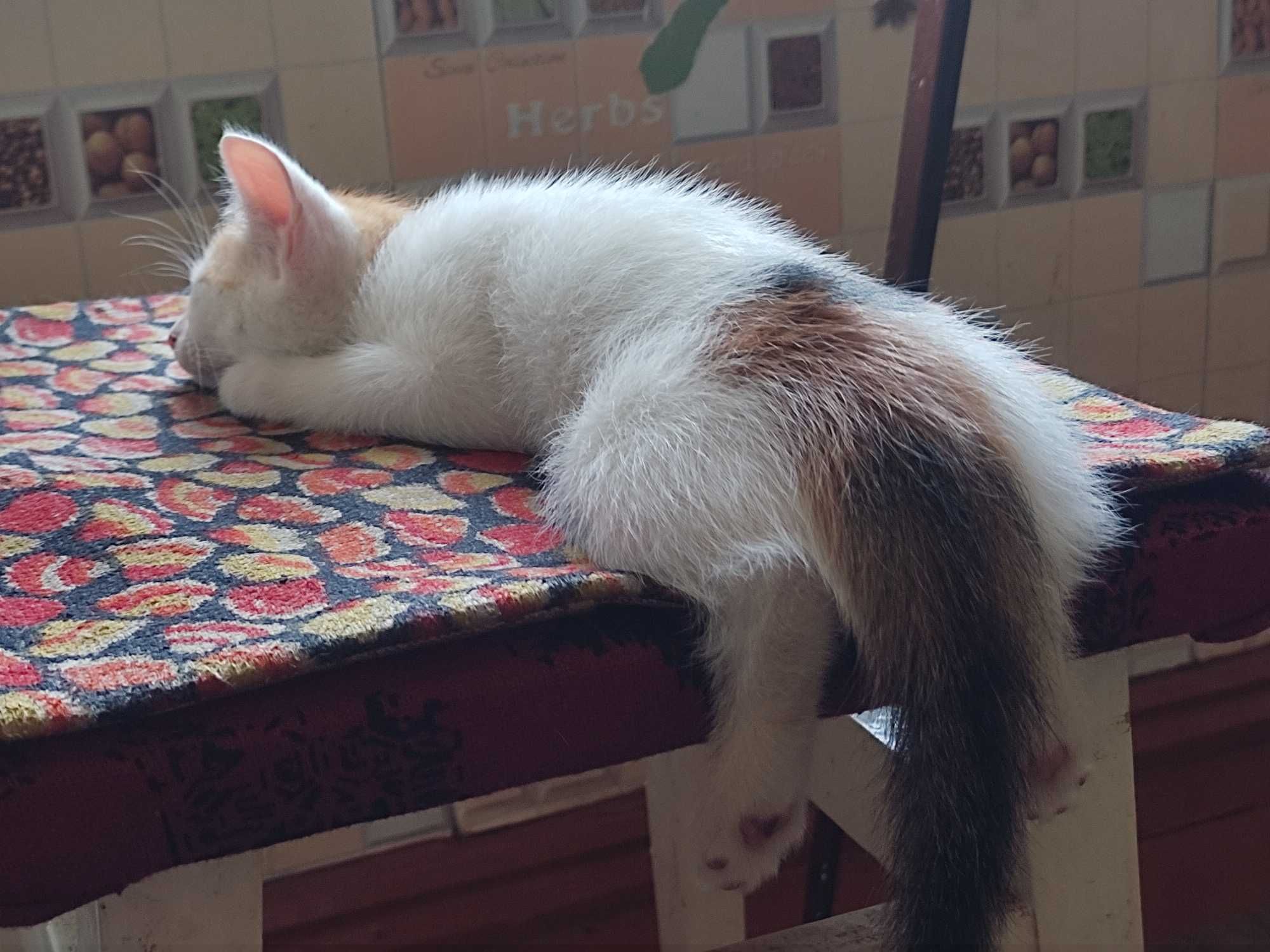 Кошеня  безкоштовно