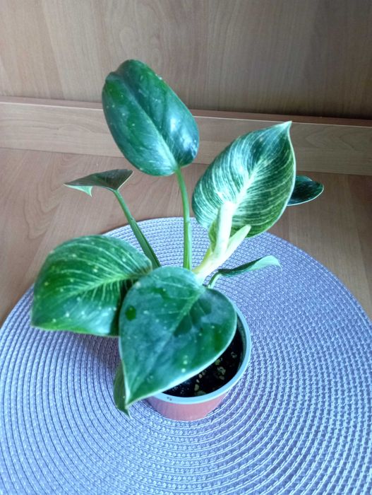 Філодендрон Біркін Birkin