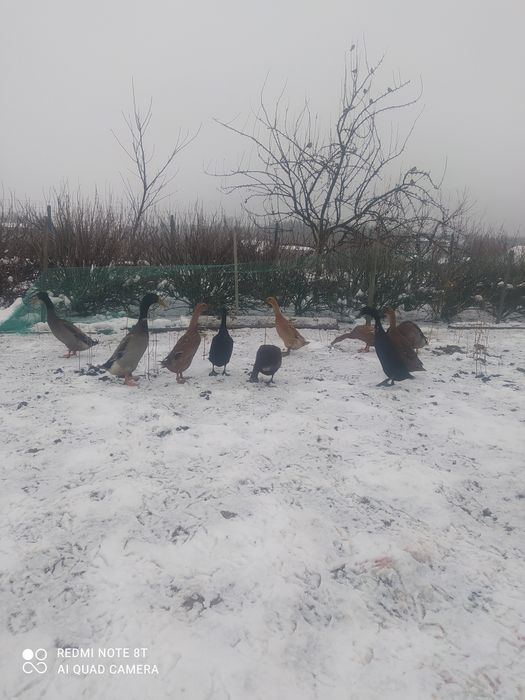 Продам качок індійський бігун