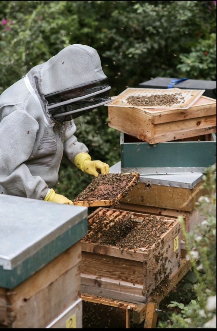 Бджолопакети, бджолосімї
