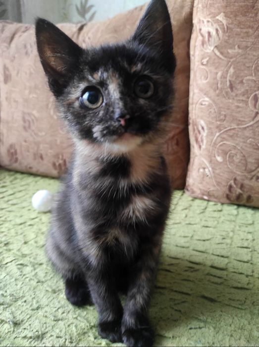 Маленькая трёхцветная котенок девочка ищет дом! Котята в хорошие руки!