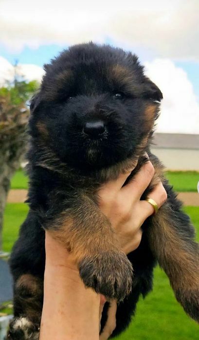 Цуценята німецької вівчарки