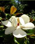 Magnolia grandiflora "Galissonniére", ogromne kwiaty, wieczniezielona!