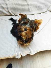 Piesek Yorkshire Terrier. Gotowy do odbioru