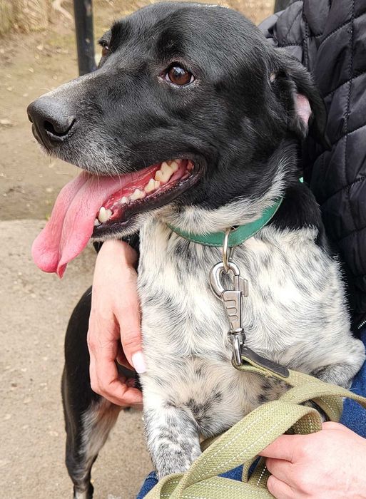 Кобель, 1.5 года, Терри метис курцхаара