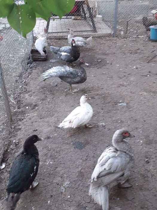 Мускуснiкачки,каченята.