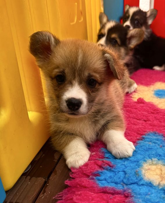 Welsh corgi pembroke ruda suczka po Championie FCI