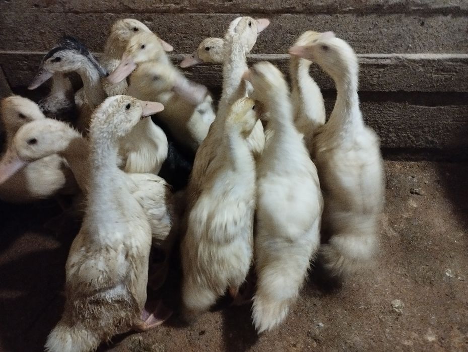 В наявності є каченята Благоварка 35 днів.