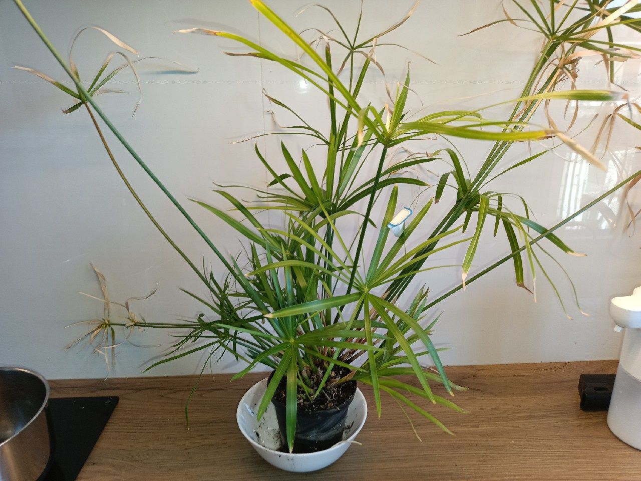 Cyperus papirus involucratus Variegata
